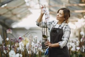 A woman wearing an apron carefully examines a potted orchid in a greenhouse filled with flowers. A woman wearing an apron carefully examines a potted orchid in a greenhouse filled with flowers.